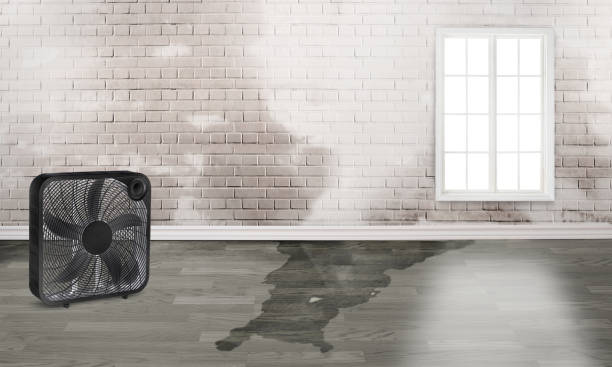 Best Ceiling water damage repair  in Edwardsvle, IL